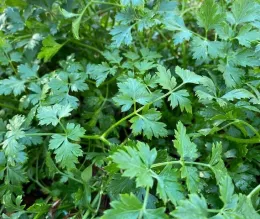 A dense cluster of vibrant green chervil leaves with a glossy texture, interspersed with thin stems.