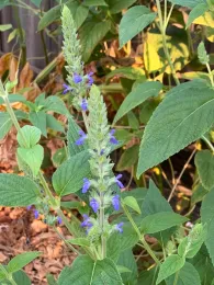 A Chia plant with green leaves and vibrant purple flowers growing in a garden setting.