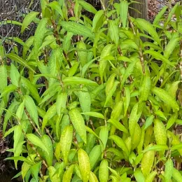 Lush Vietnamese mint plants with glossy green leaves, some with water droplets, growing in front of a wooden post and a fence.