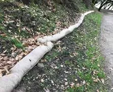 Straw wattles slow and dissipate water, by Rich Casale, CNPS Fire Recovery Guide, 2019