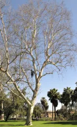 Árbol infectado por los escarabajos barrenadores polífago