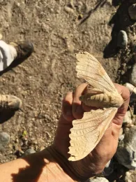 Western Poplar Sphinx moth