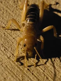 Jerusalem cricket from California Naturalist staff Brook Gamble.