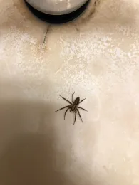 Funnel weaver spider f