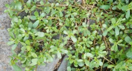 purslane1