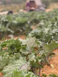 Kale with ash, Elizabeth Kaiser, Singing Frogs Farm, Sebastopol, Sonoma County, CA 2020