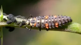 Ladybird beetle larva eating aphids. With climate disruption, beneficial insects may not be in sync with their prey. Photo: Gilles San Martin