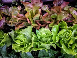 Lettuce by Donna Lee