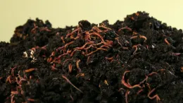 Earthworm castings are a rich source of organic matter along with trace elements, and beneficial microorganisms. Credit: Wikimedia Commons