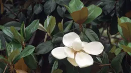 Beetles pollinate while they eat flowers. That's why magnolia petals are so thick. Photo: Jack Kelly