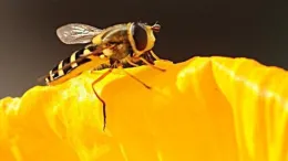 Syrphid or hoverflies are pollinators often mistaken for bees. Photo: Kathy Keatley Garvey