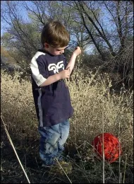 Invasive weeds like Yellow starthistle can make hiking trails unusable. Photo by Sue Donaldson
