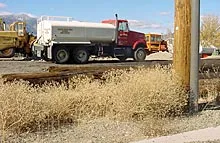 Invasive plants like Diffuse knapweed (foreground) can be moved from infested areas to new locations on vehicles and equipment. Photo by Wendy West