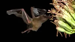 Bats are furry nectar lovers. Photo: Steve Buchmann
