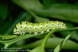 Close-up of a green Anise Swallowtail caterpillar with black and yellow markings on a green stem.