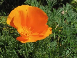 A bright orange California poppy flower with broad petals and yellow stamens, surrounded by lush green leaves.
