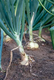 A cluster of green onions growing in soil, featuring slender green leaves and visible white bulbs at the base.