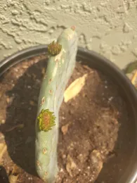 Opuntia 2