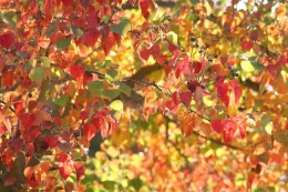Dogwood leaves. (D. Godbout-Avant)