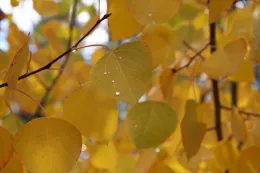 Cottonwood leaves. (D. Godbout-Avant)