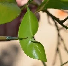 Notching caused by ACP feeding