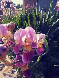 Iris in all it's glory