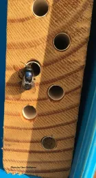 Blue orchard bee at her nesting site. (Photo by Clara Stuligross)