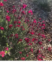 Salvia greggii, Ellen Michels