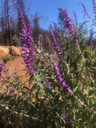 Salvia leucantha, Ellen Michels