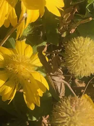 Blanketflower with praying mantis, Ellen Michels