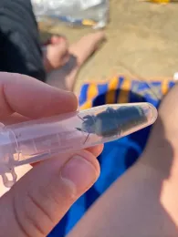 A yellow-faced bumble bee, Bombus vosnesenskii, part of Shawn Christensen's research project. (Photo by Shawn Christensen)