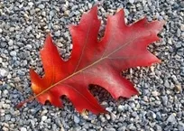 Red oak leaf