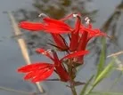 cardinal flower