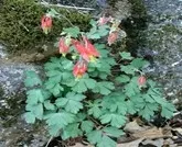 wild red columbine