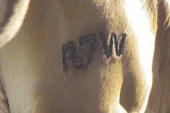 Example of a hot iron brand