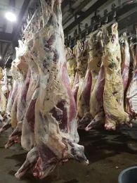 Photo Cred: Sarah Klopatek