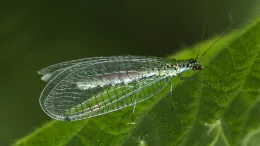 Provide a source of pollen and nectar for green lacewing adults. Wikimedia commons