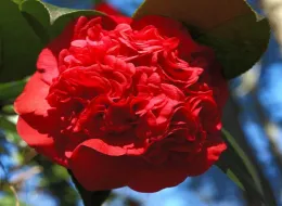 A close-up of a vibrant red Camellia japonica flower, showcasing its ruffled petals against a blue sky background.