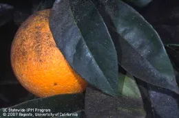 A close-up of a ripe navel orange partially covered by dark green leaves.