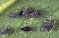 CowpeadAphid