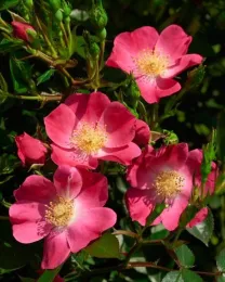 Bay Cottage photo courtesy of A.R.T.S.