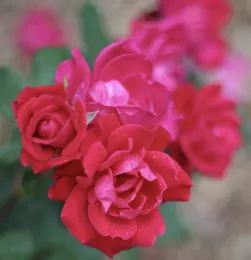 Double Knock Out photo courtesy ARTS