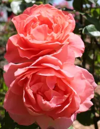 Easy Does It photo courtesy ARTS