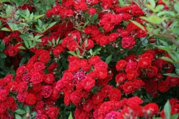 Easy Elegance photo courtesy ARTS