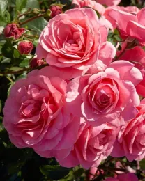 Elaine Paige photo courtesy ARTS