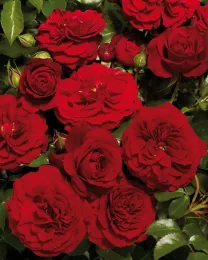 Farruca photo courtesy ARTS