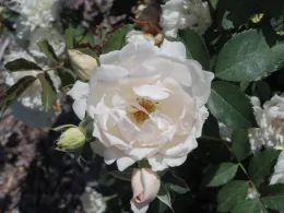 Icecap photo courtesy ARTS