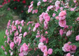 Oso Easy photo courtesy ARTS