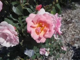 Peachy Knock Out photo courtesy ARTS