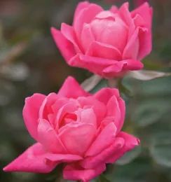 Pink Double Knockout photo courtesy ARTS